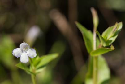 Fotografia da espécie Lindernia dubia