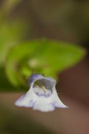 Fotografia da espécie Lindernia dubia