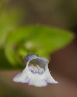 Fotografia 5 da espécie Lindernia dubia no Jardim Botânico UTAD