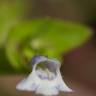 Fotografia 5 da espécie Lindernia dubia do Jardim Botânico UTAD
