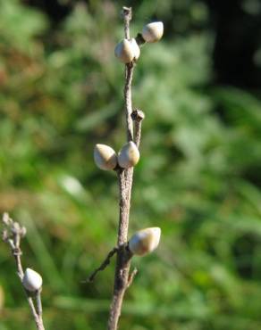 Fotografia 3 da espécie Lithospermum officinale no Jardim Botânico UTAD