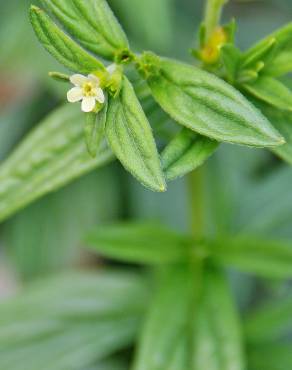 Fotografia 4 da espécie Lithospermum officinale no Jardim Botânico UTAD