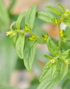 Fotografia 5 da espécie Lithospermum officinale no Jardim Botânico UTAD