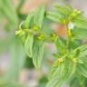 Fotografia 5 da espécie Lithospermum officinale do Jardim Botânico UTAD