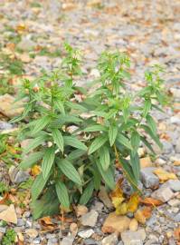 Fotografia da espécie Lithospermum officinale