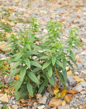 Fotografia 6 da espécie Lithospermum officinale no Jardim Botânico UTAD