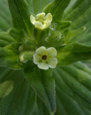 Fotografia 7 da espécie Lithospermum officinale no Jardim Botânico UTAD