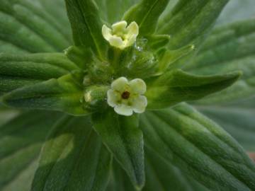 Fotografia da espécie Lithospermum officinale