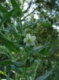 Fotografia da espécie Lithospermum officinale