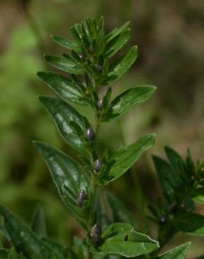 Fotografia 9 da espécie Lithospermum officinale no Jardim Botânico UTAD