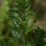 Fotografia 9 da espécie Lithospermum officinale do Jardim Botânico UTAD