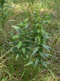 Fotografia da espécie Lithospermum officinale