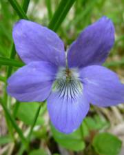 Fotografia da espécie Viola hirta