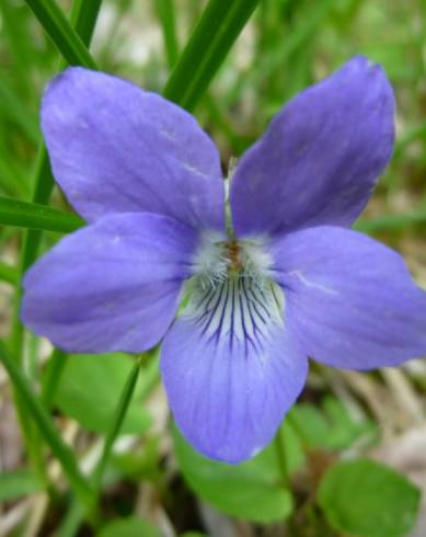 Fotografia de capa Viola hirta - do Jardim Botânico