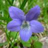 Fotografia 1 da espécie Viola hirta do Jardim Botânico UTAD