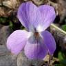 Fotografia 3 da espécie Viola hirta do Jardim Botânico UTAD