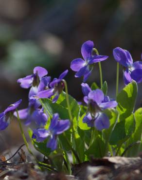 Fotografia 4 da espécie Viola hirta no Jardim Botânico UTAD