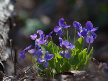 Fotografia da espécie Viola hirta