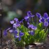 Fotografia 4 da espécie Viola hirta do Jardim Botânico UTAD