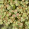 Fotografia 3 da espécie Chenopodium botrys do Jardim Botânico UTAD