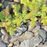 Fotografia 7 da espécie Chenopodium botrys do Jardim Botânico UTAD