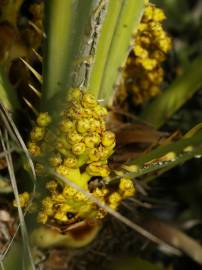 Fotografia da espécie Chamaerops humilis