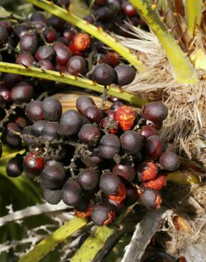 Fotografia 5 da espécie Chamaerops humilis no Jardim Botânico UTAD