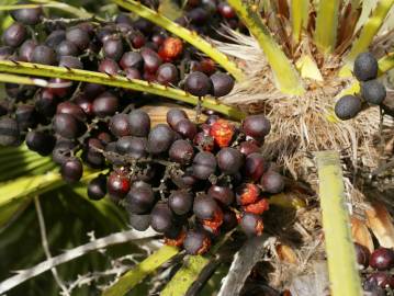 Fotografia da espécie Chamaerops humilis