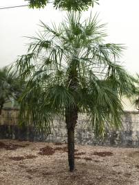 Fotografia da espécie Chamaerops humilis