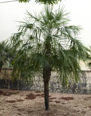 Fotografia 6 da espécie Chamaerops humilis no Jardim Botânico UTAD