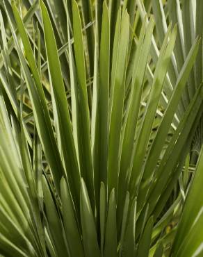 Fotografia 7 da espécie Chamaerops humilis no Jardim Botânico UTAD