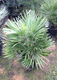 Fotografia da espécie Chamaerops humilis