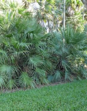 Fotografia 9 da espécie Chamaerops humilis no Jardim Botânico UTAD