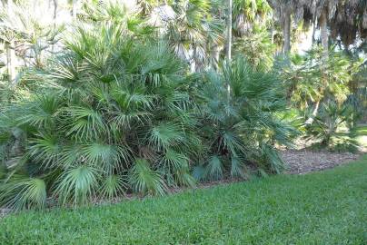 Fotografia da espécie Chamaerops humilis