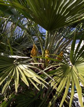 Fotografia 10 da espécie Chamaerops humilis no Jardim Botânico UTAD