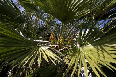 Fotografia da espécie Chamaerops humilis