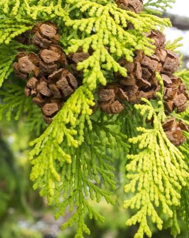 Fotografia de capa Chamaecyparis obtusa - do Jardim Botânico