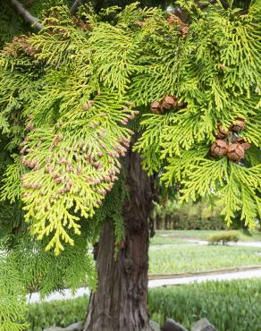 Fotografia 3 da espécie Chamaecyparis obtusa no Jardim Botânico UTAD