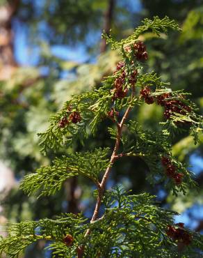 Fotografia 7 da espécie Chamaecyparis obtusa no Jardim Botânico UTAD