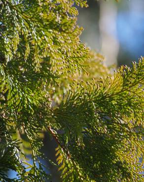 Fotografia 11 da espécie Chamaecyparis obtusa no Jardim Botânico UTAD