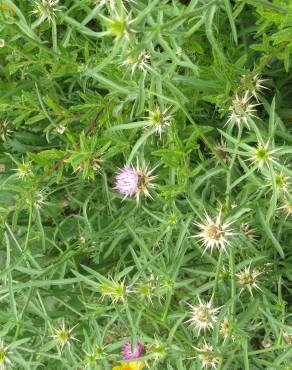 Fotografia 9 da espécie Centaurea calcitrapa no Jardim Botânico UTAD