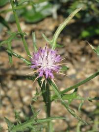 Fotografia da espécie Centaurea calcitrapa