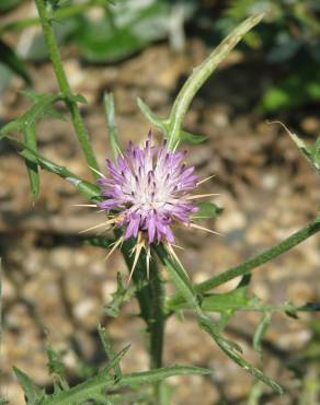 Fotografia 10 da espécie Centaurea calcitrapa no Jardim Botânico UTAD