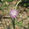 Fotografia 10 da espécie Centaurea calcitrapa do Jardim Botânico UTAD