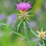 Fotografia 11 da espécie Centaurea calcitrapa do Jardim Botânico UTAD