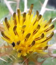 Fotografia da espécie Centaurea benedicta