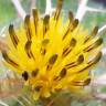 Fotografia 6 da espécie Centaurea benedicta do Jardim Botânico UTAD