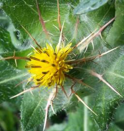 Fotografia da espécie Centaurea benedicta