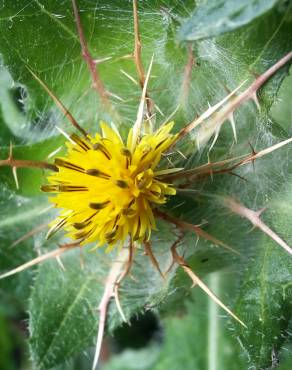 Fotografia 8 da espécie Centaurea benedicta no Jardim Botânico UTAD