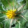 Fotografia 8 da espécie Centaurea benedicta do Jardim Botânico UTAD